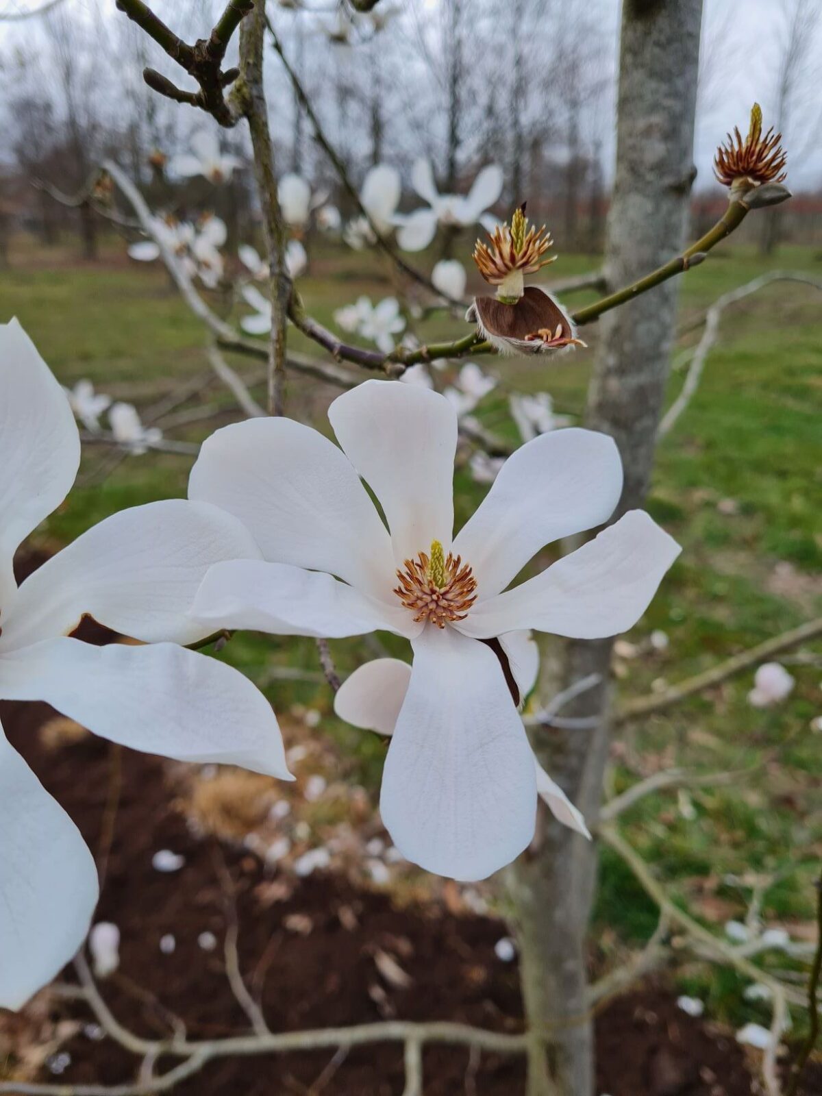 Japanse witte magnolia