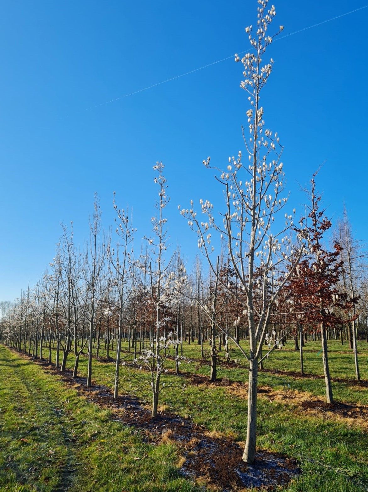 Japanse witte magnolia