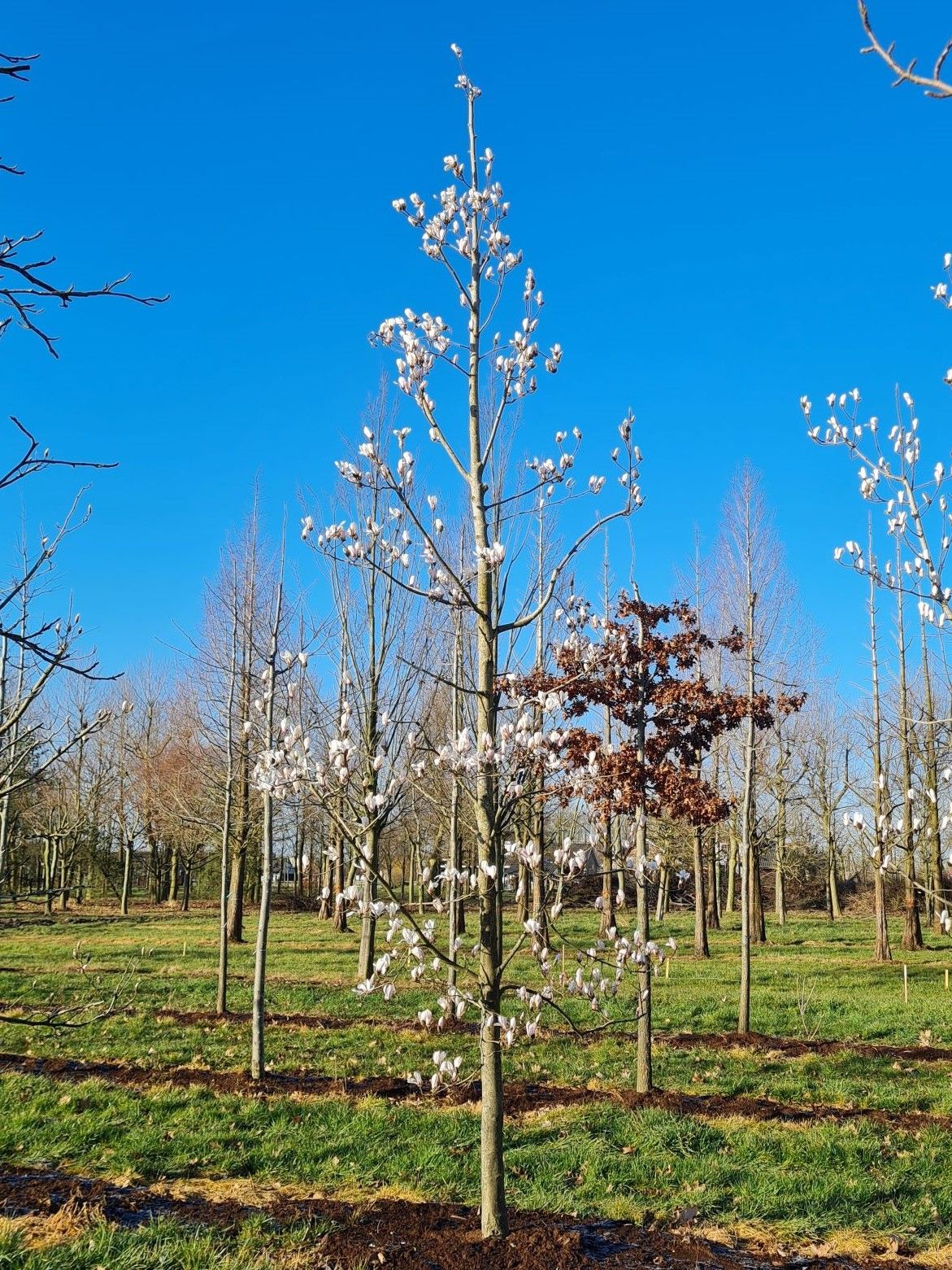 Japanse witte magnolia