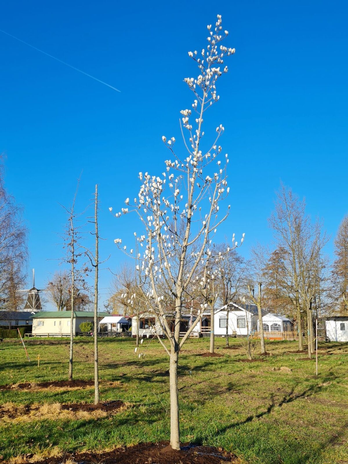 Japanse witte magnolia
