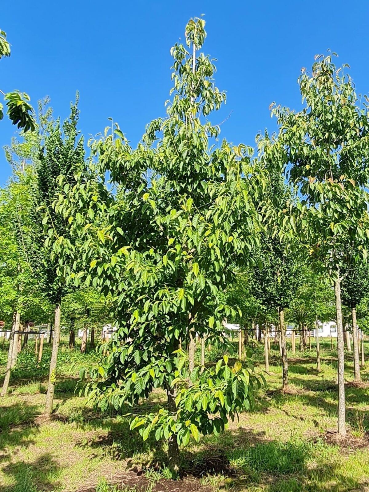 Japanse witte magnolia