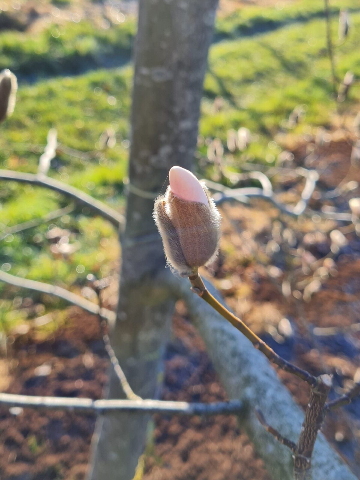 Japanse magnolia | Halfstam