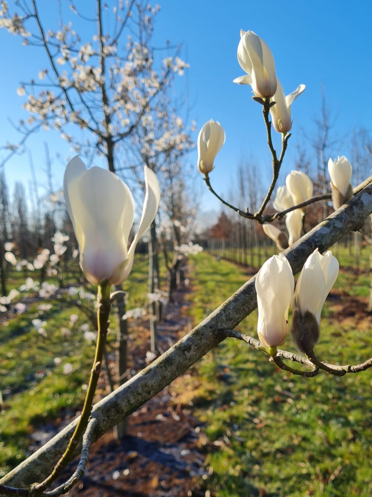 Japanse magnolia | Halfstam