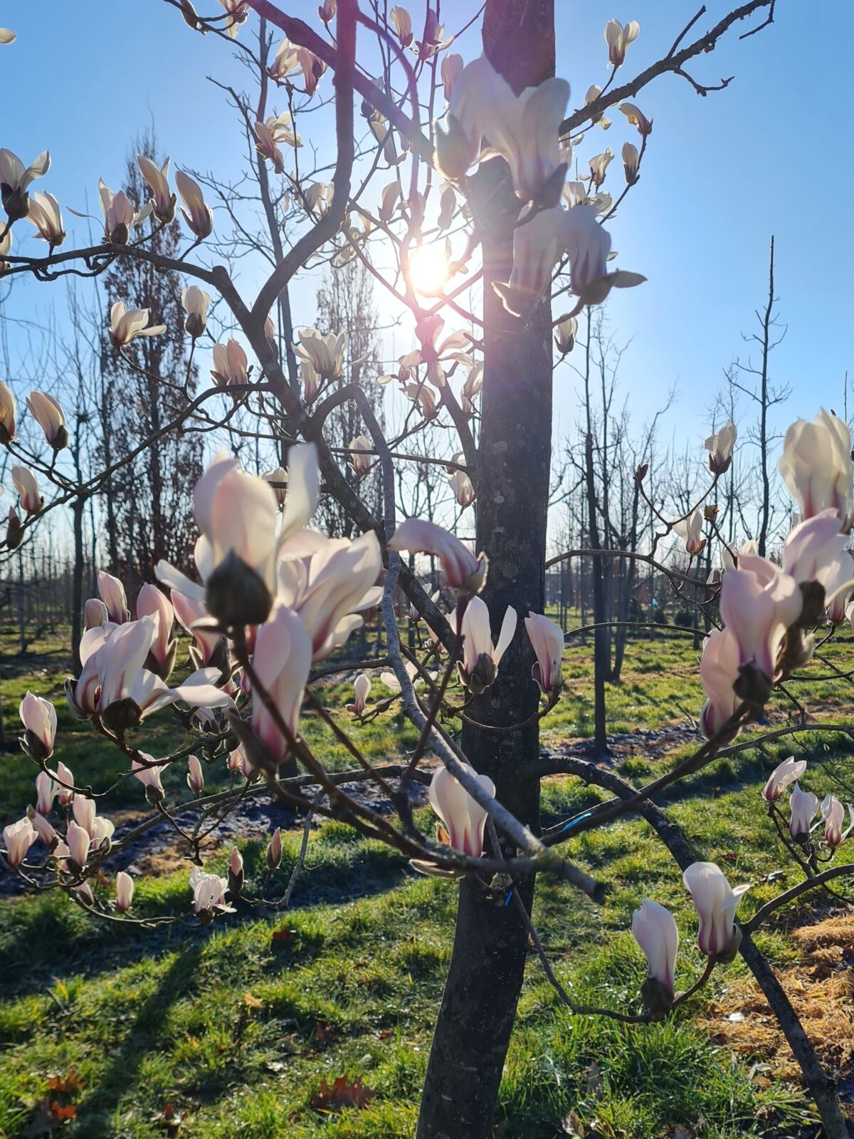 Volwassen Japanse magnolia | Hoogstam