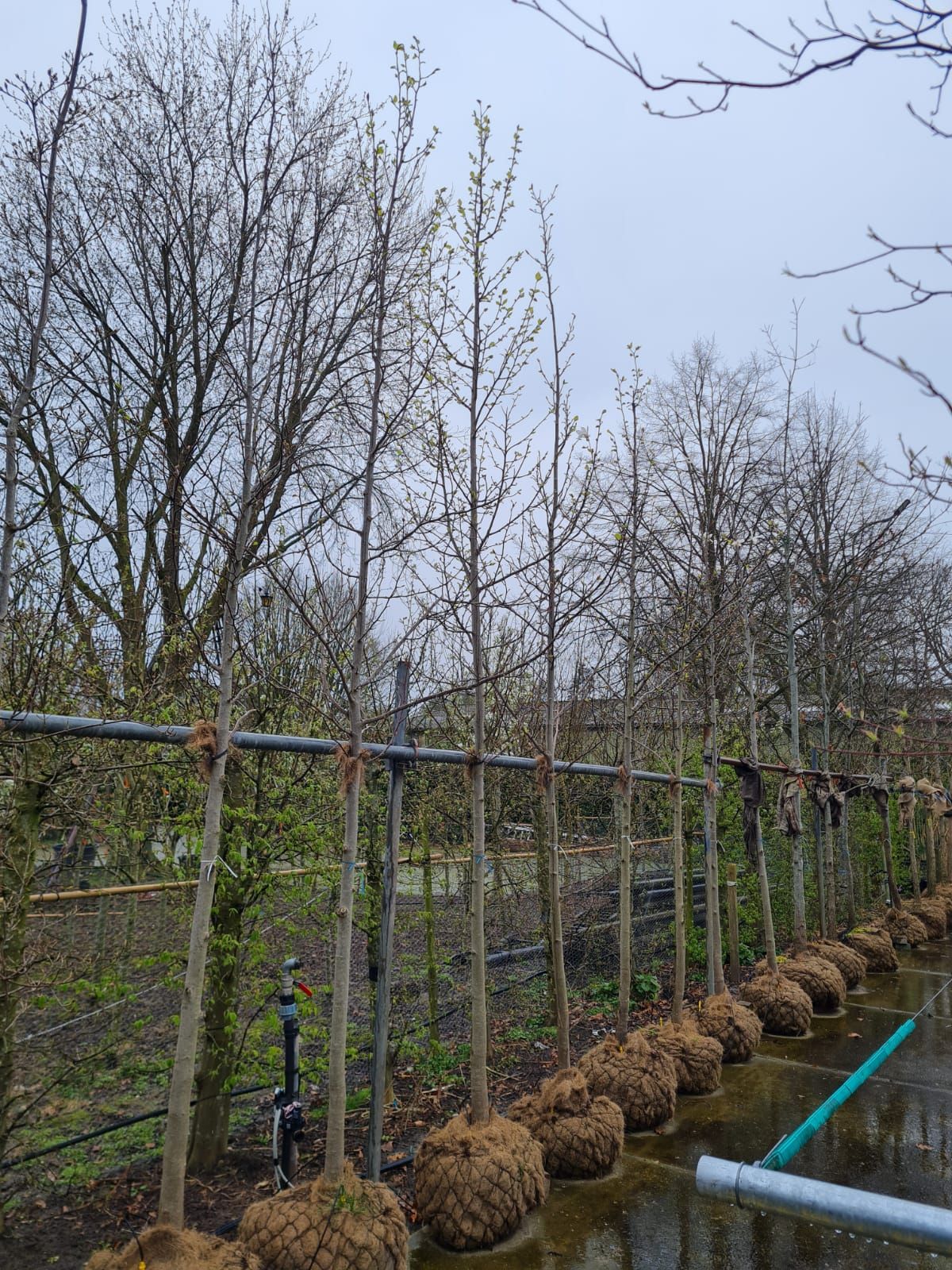 Volwassen Japanse magnolia | Hoogstam