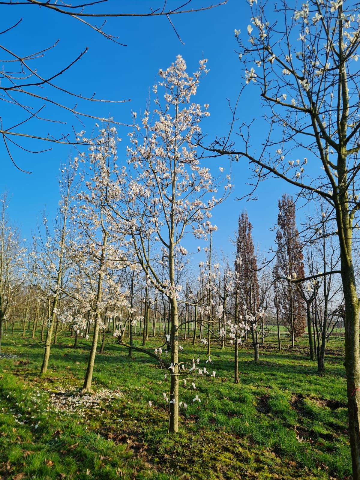 Volwassen Japanse magnolia | Hoogstam