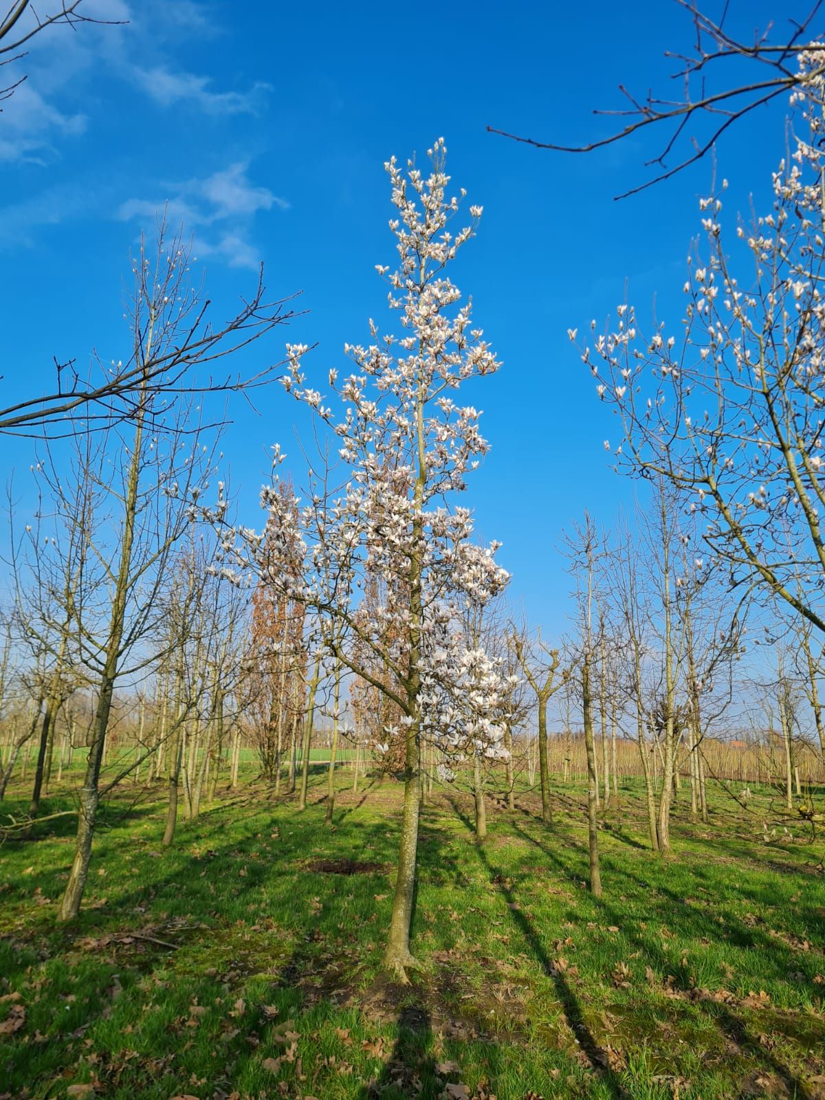 Volwassen Japanse magnolia | Hoogstam