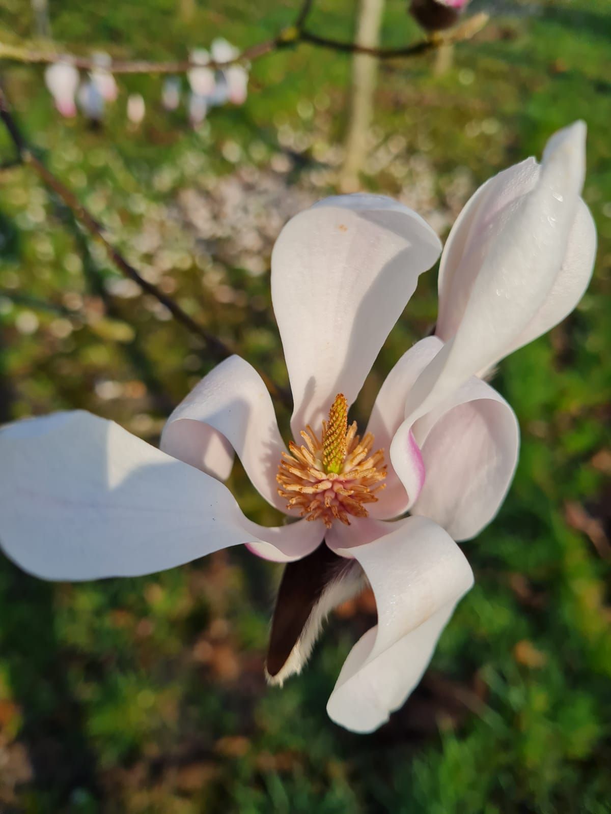 Volwassen Japanse magnolia | Hoogstam