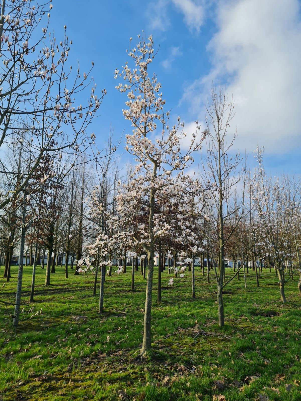 Volwassen Japanse magnolia | Hoogstam