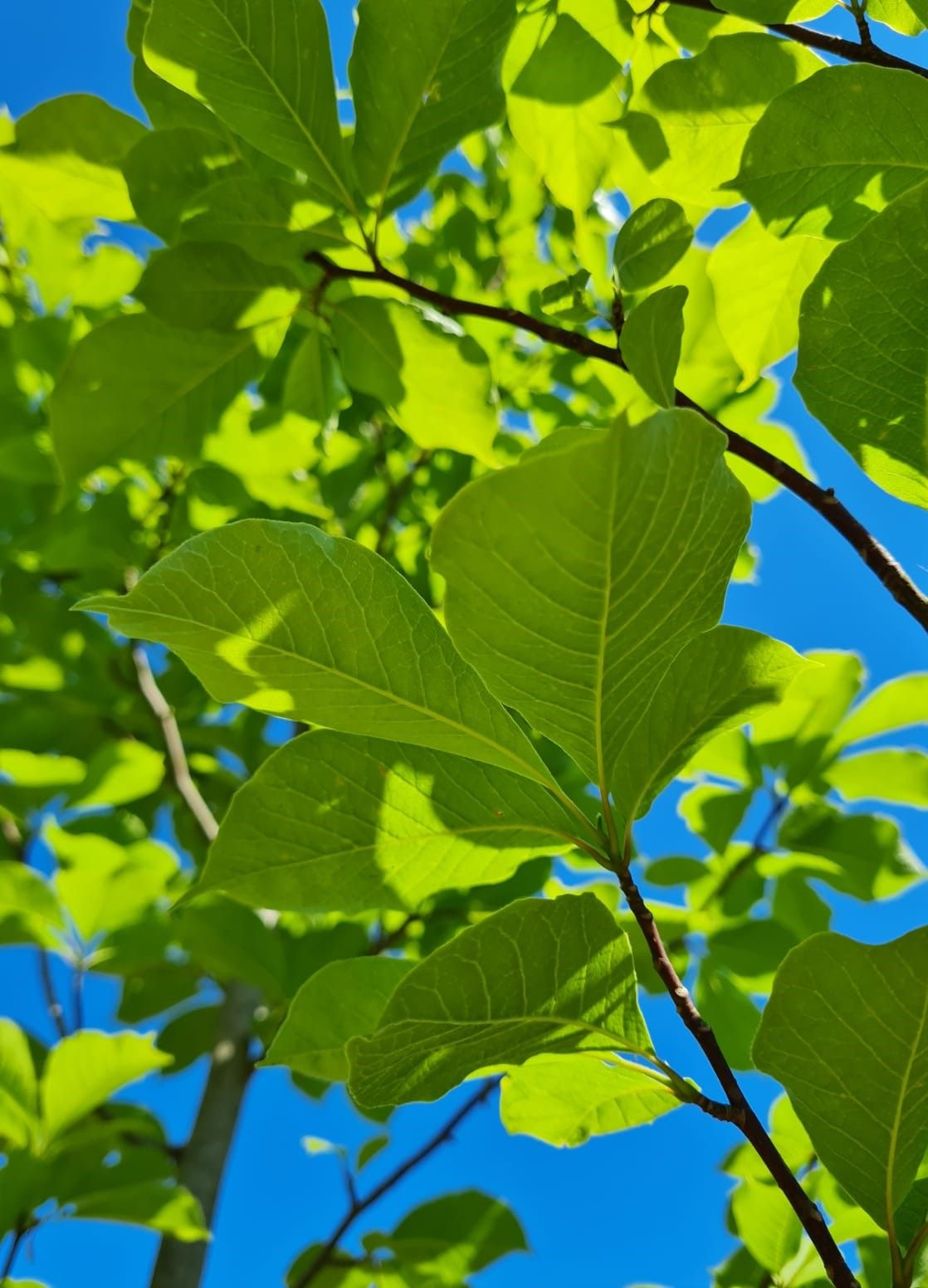 Volwassen Japanse magnolia | Hoogstam