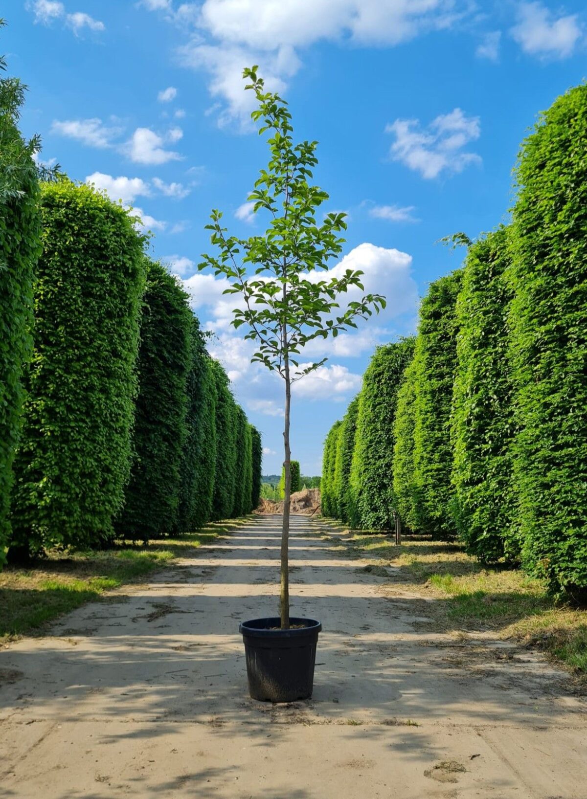 Volwassen Japanse magnolia | Hoogstam