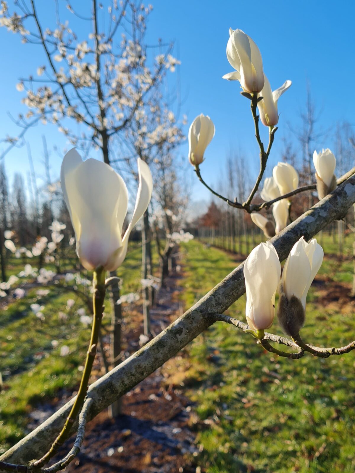 Jonge Japanse magnolia | Laagstam