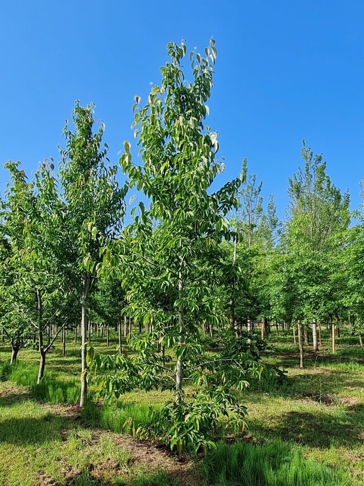 Jonge Japanse magnolia | Laagstam