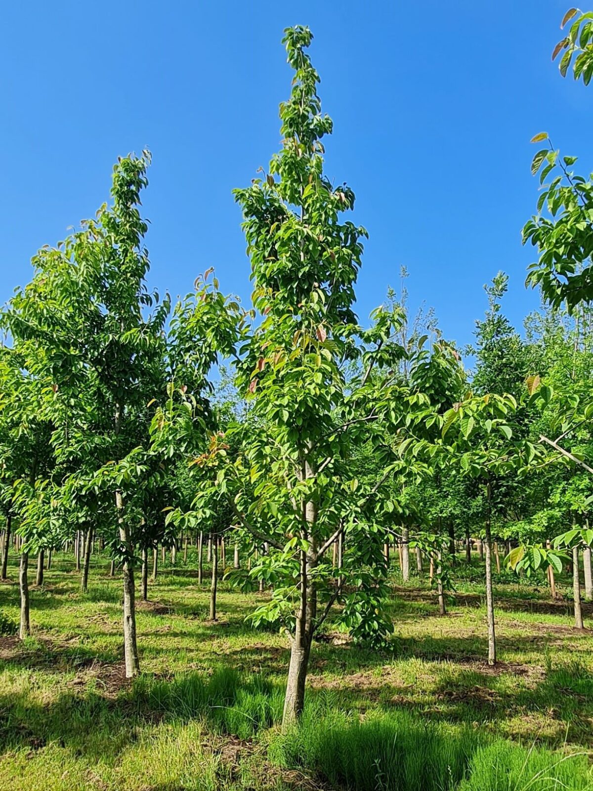Jonge Japanse magnolia | Laagstam