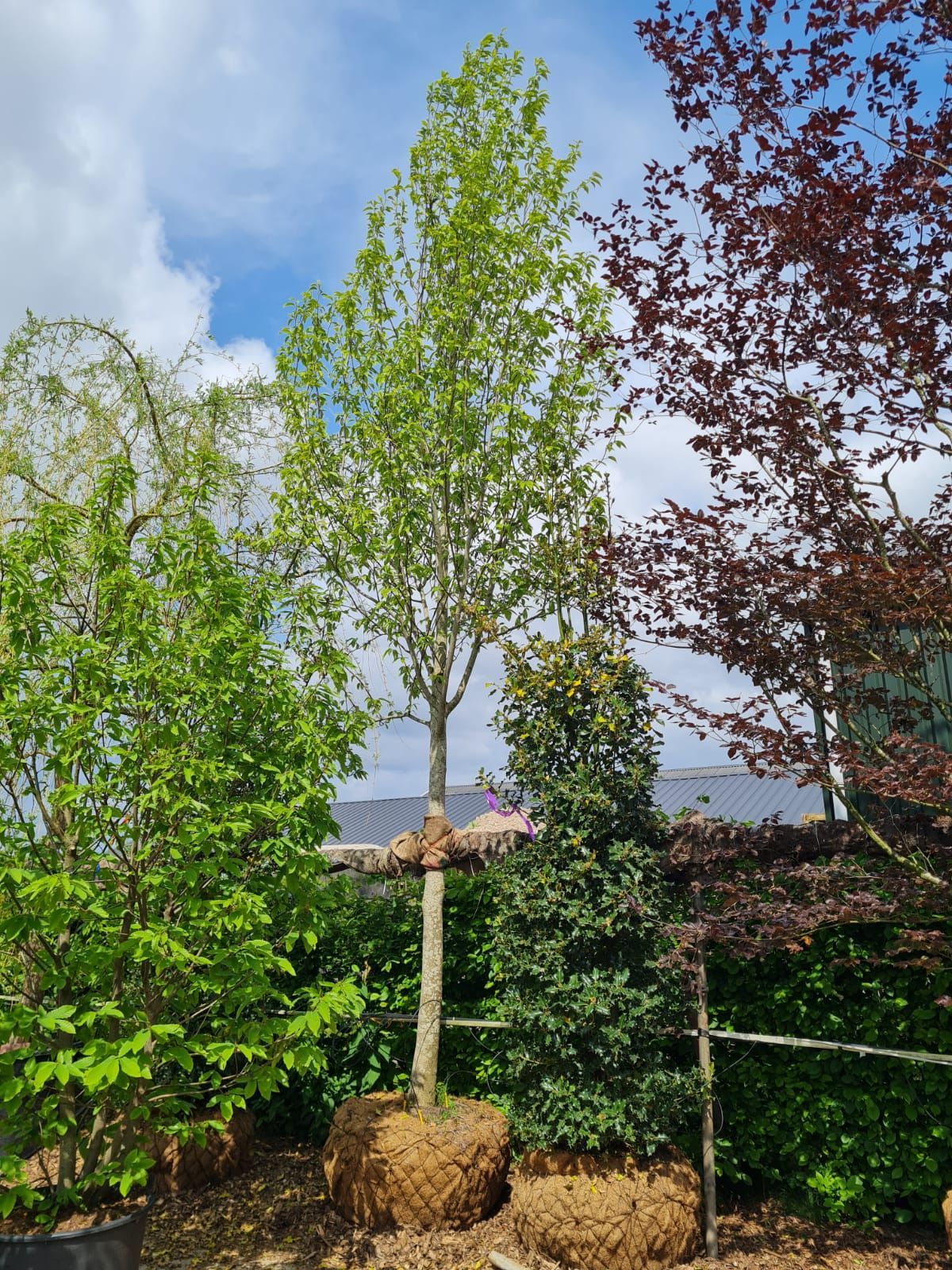 Jonge Japanse magnolia | Laagstam