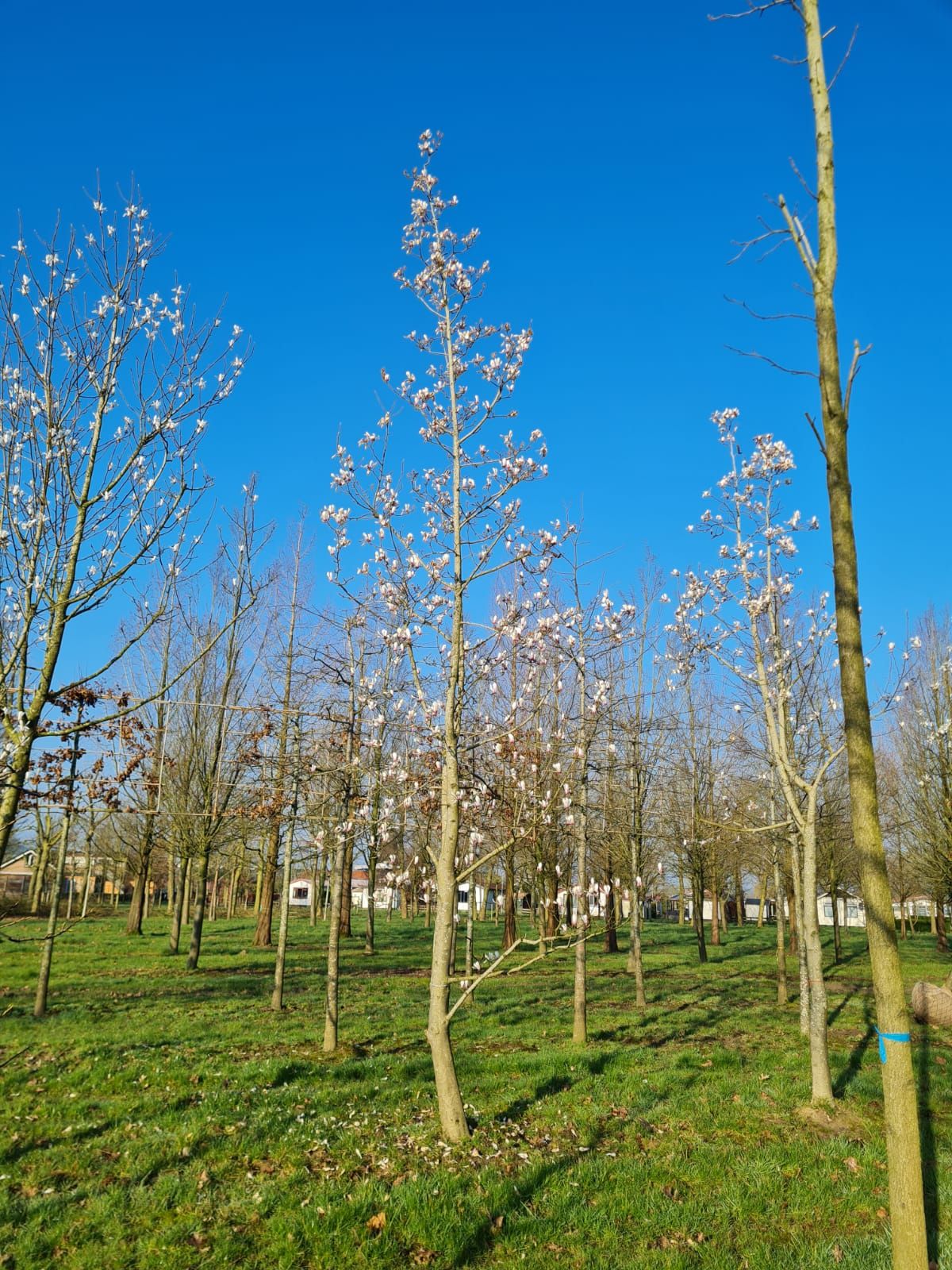 Jonge Japanse magnolia | Laagstam