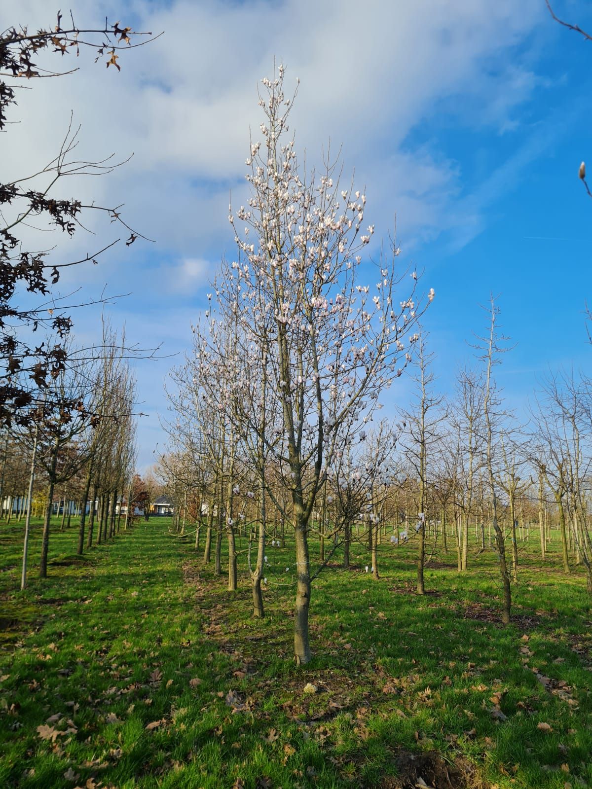 Jonge Japanse magnolia | Laagstam
