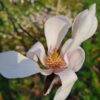 Jonge Japanse magnolia | Laagstam