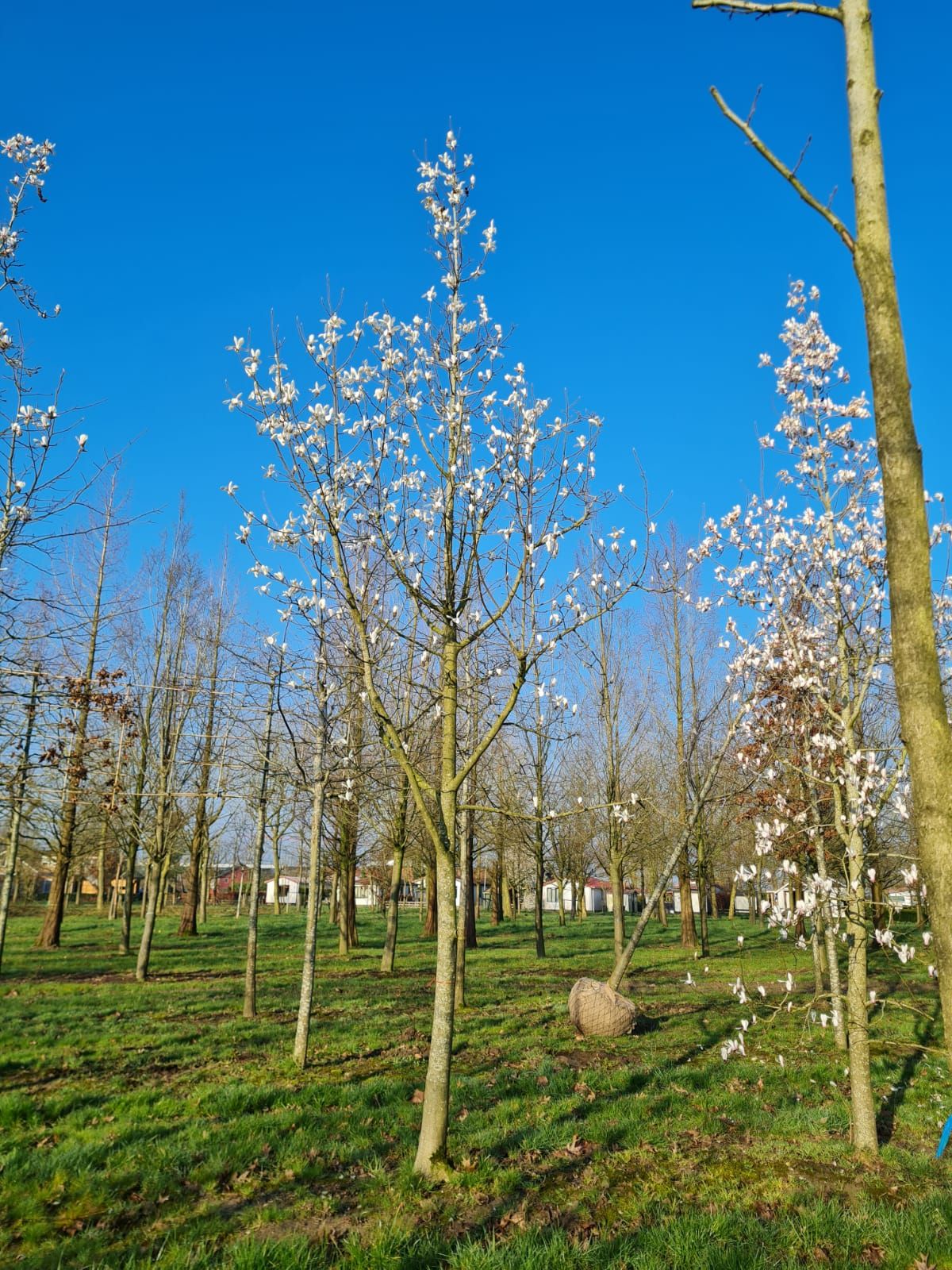 Jonge Japanse magnolia | Laagstam