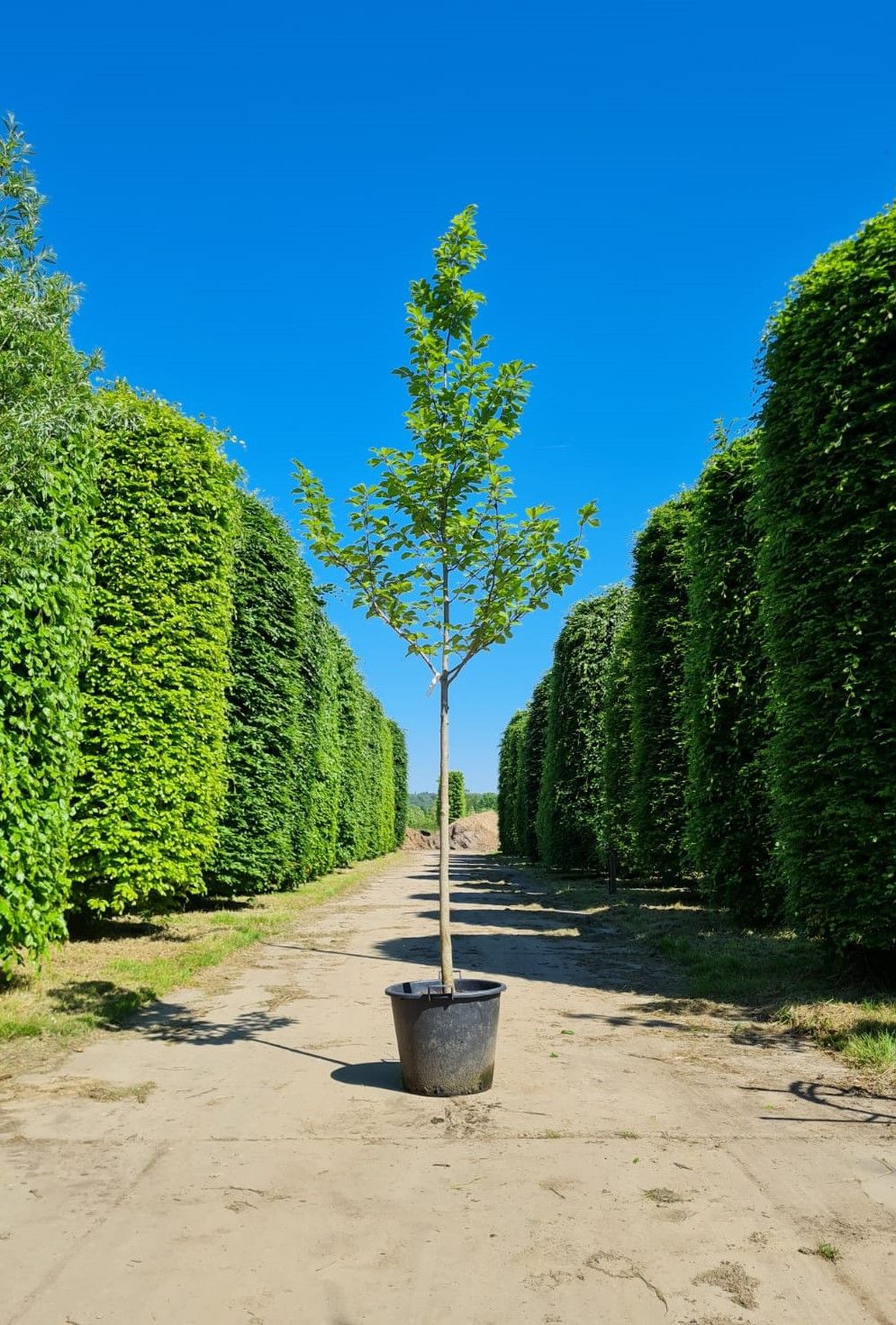 Jonge Japanse magnolia | Laagstam