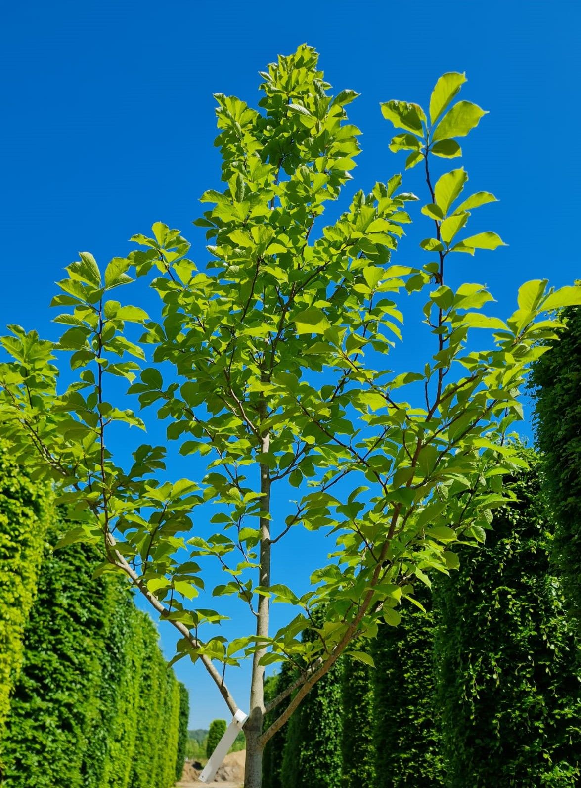 Jonge Japanse magnolia | Laagstam