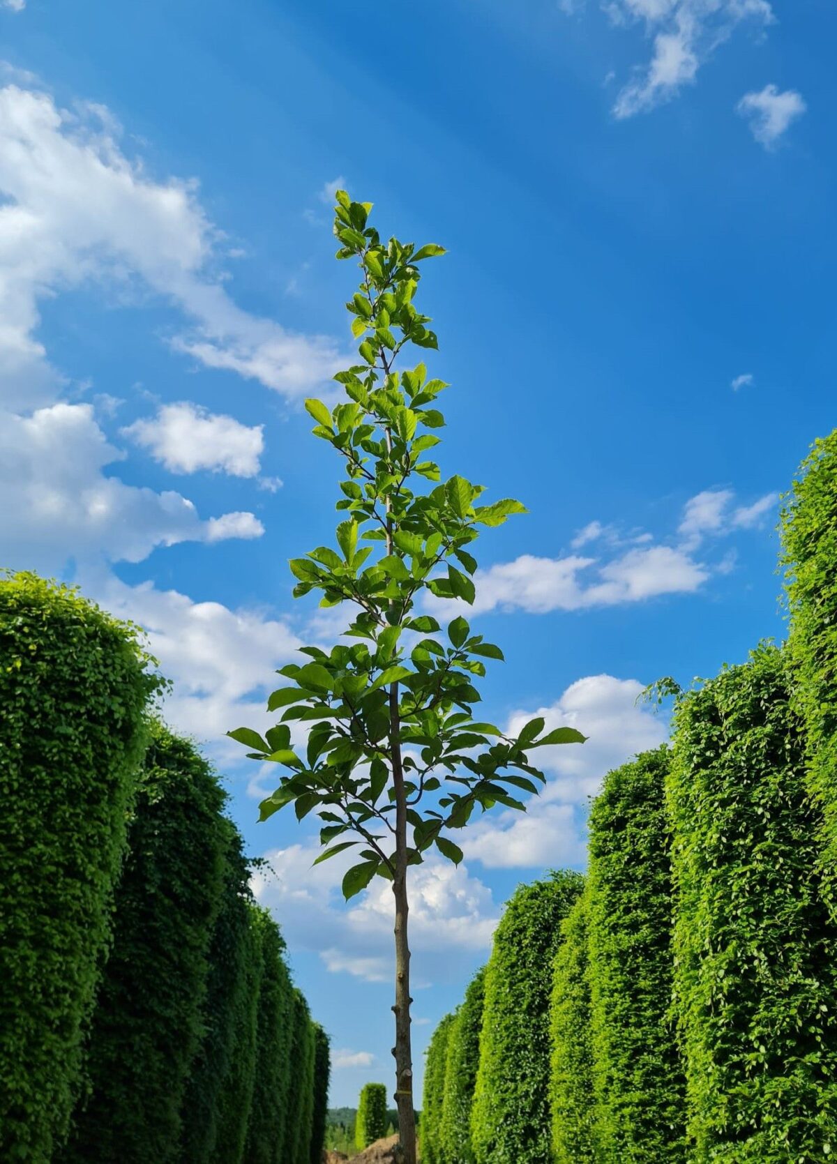 Jonge Japanse magnolia | Hoogstam
