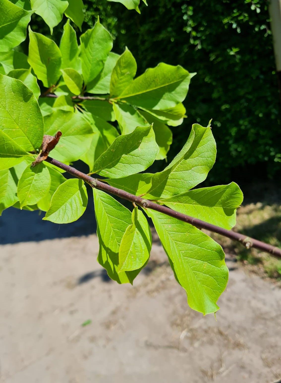 Jonge Japanse magnolia | Laagstam