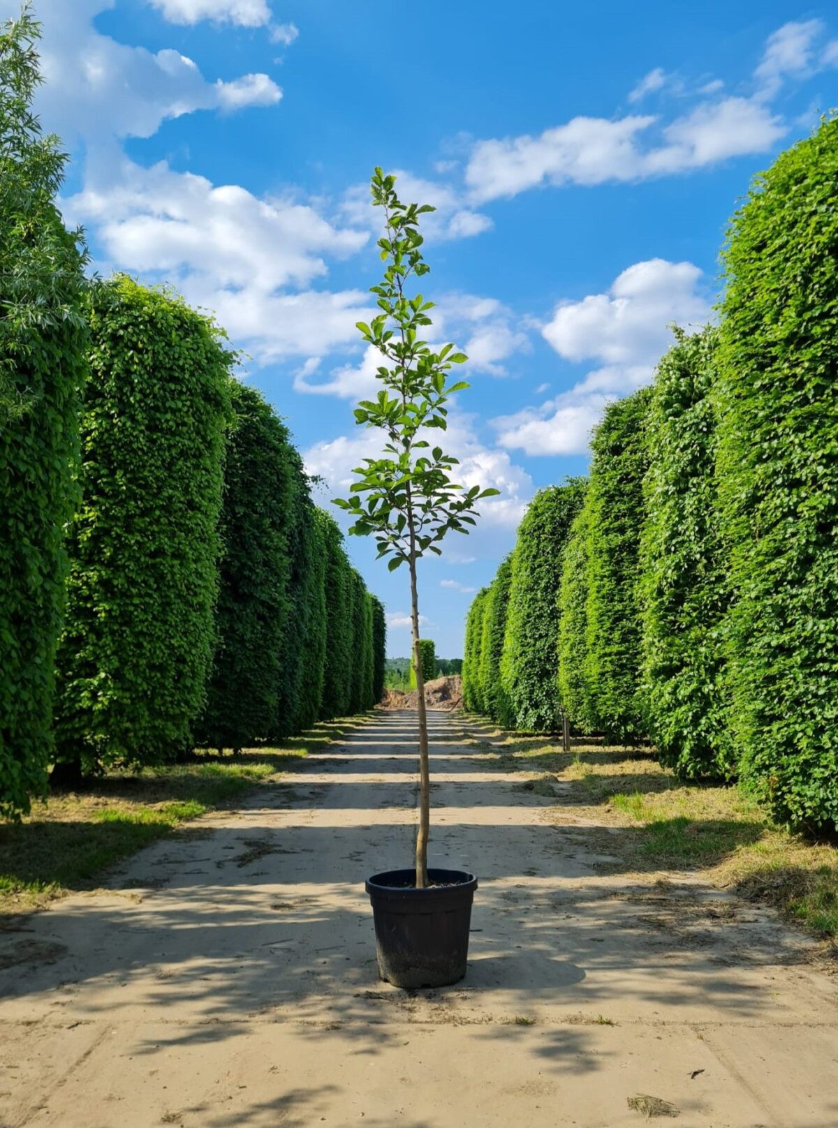 Jonge Japanse magnolia | Laagstam