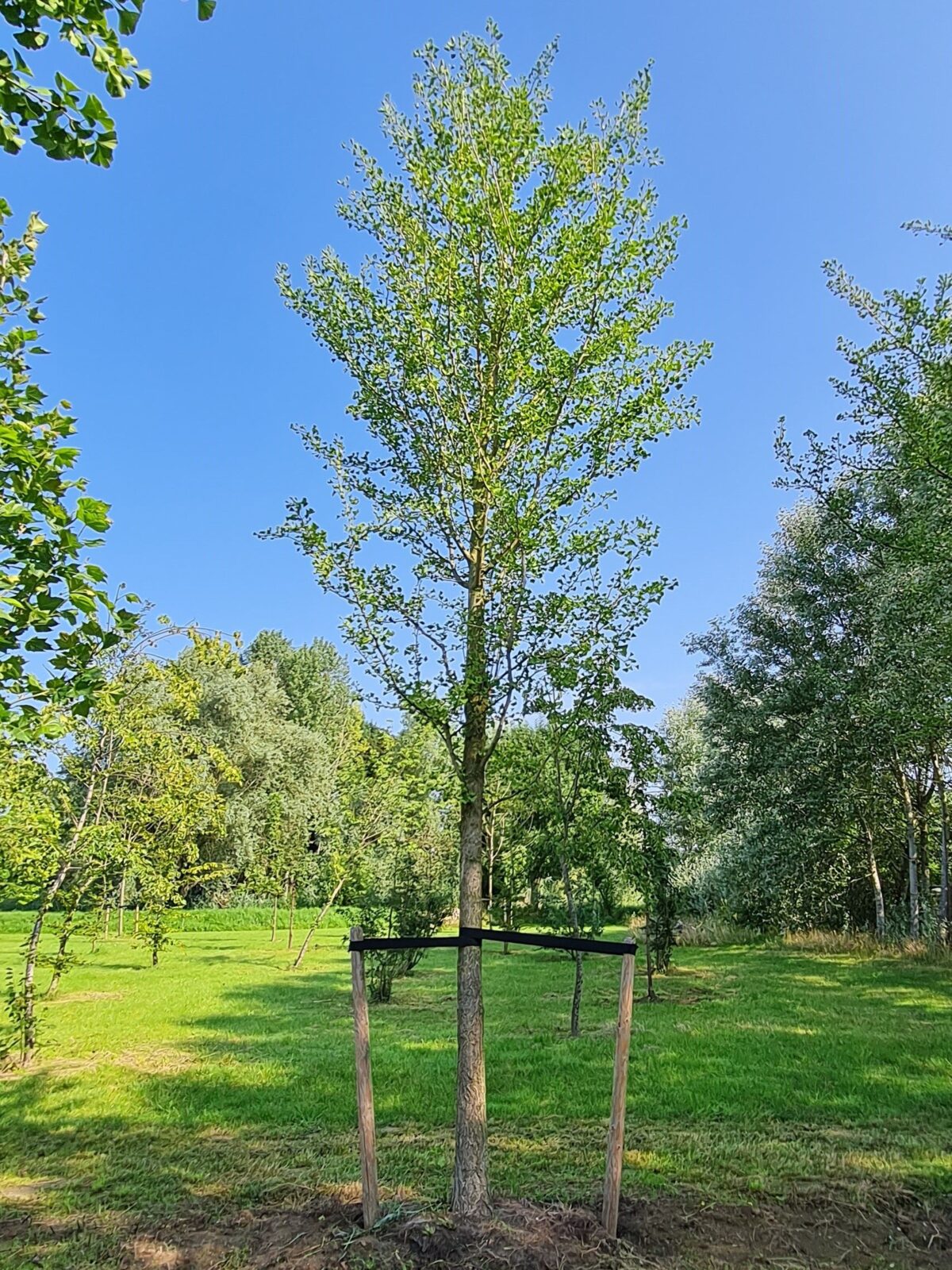 Jonge Japanse notenboom | Hoogstam