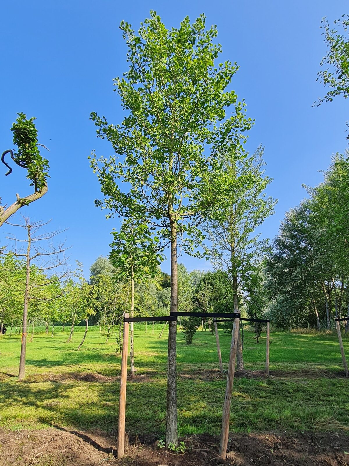 Volwassen Japanse notenboom | Hoogstam