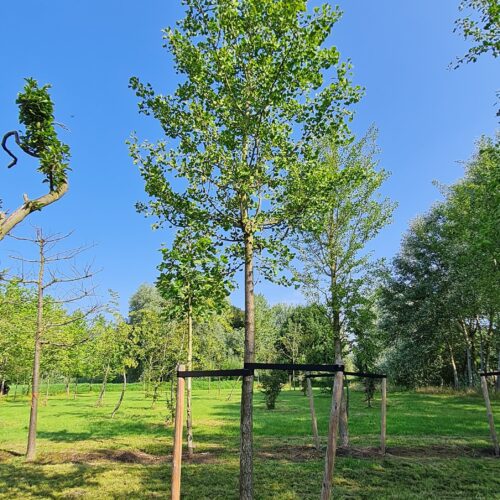 Volwassen Japanse notenboom | Hoogstam