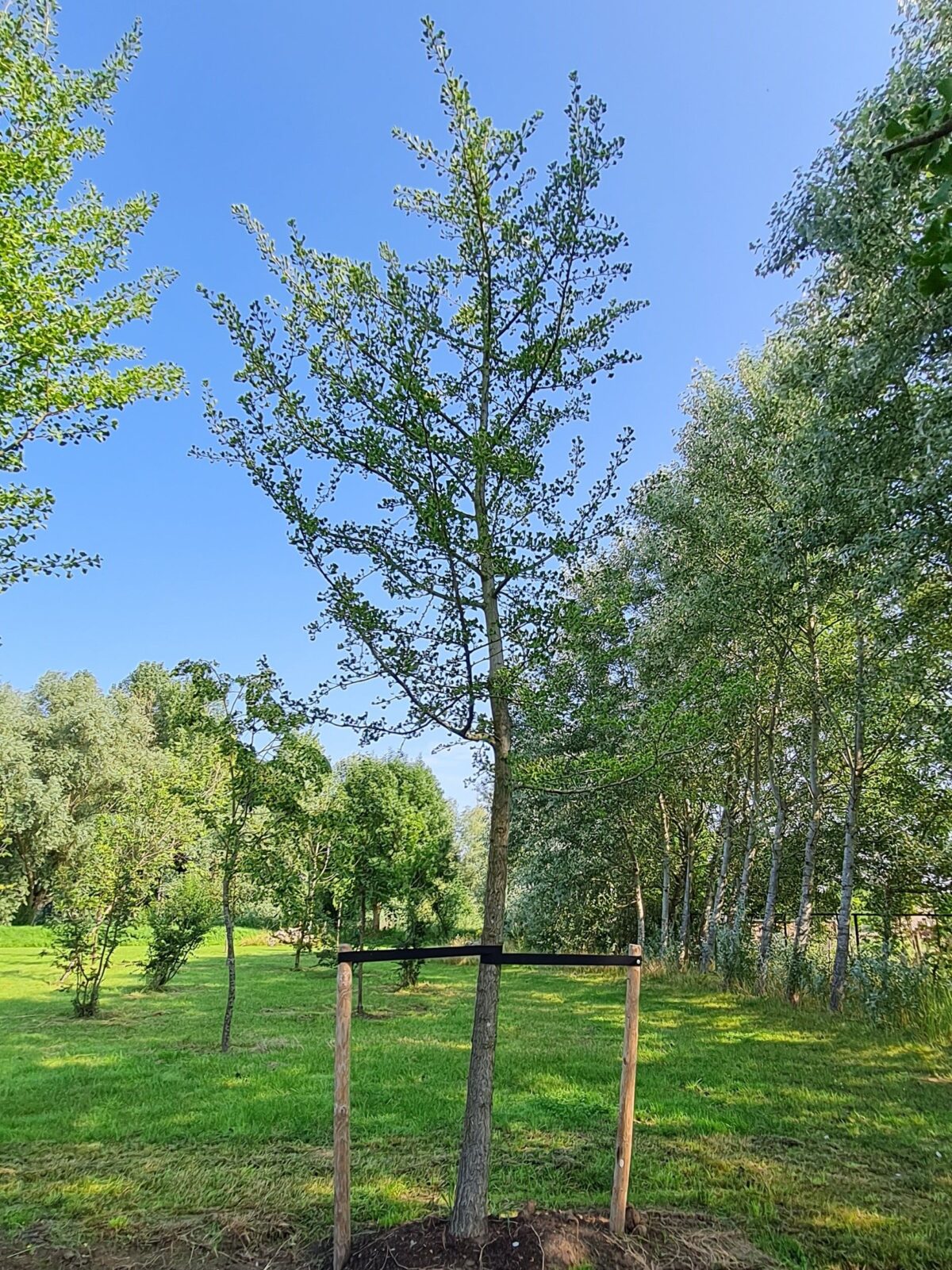 Jonge Japanse notenboom | Hoogstam