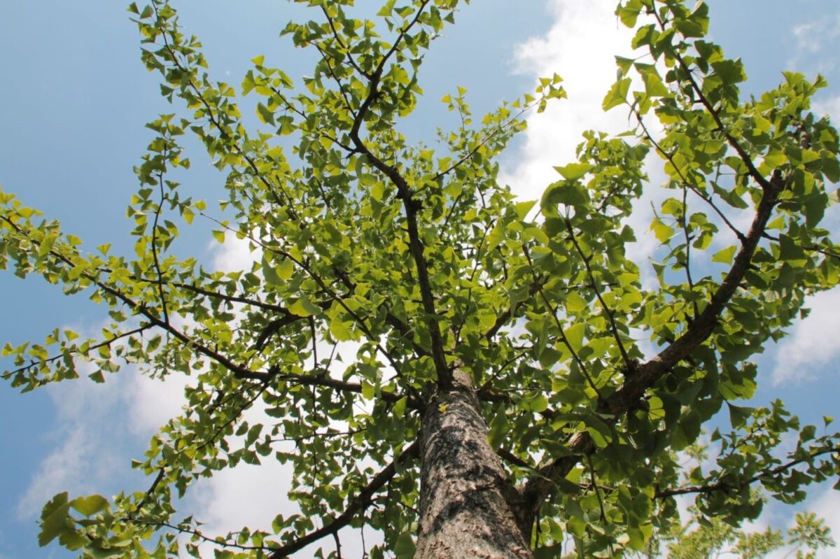 Volwassen Japanse notenboom | Hoogstam