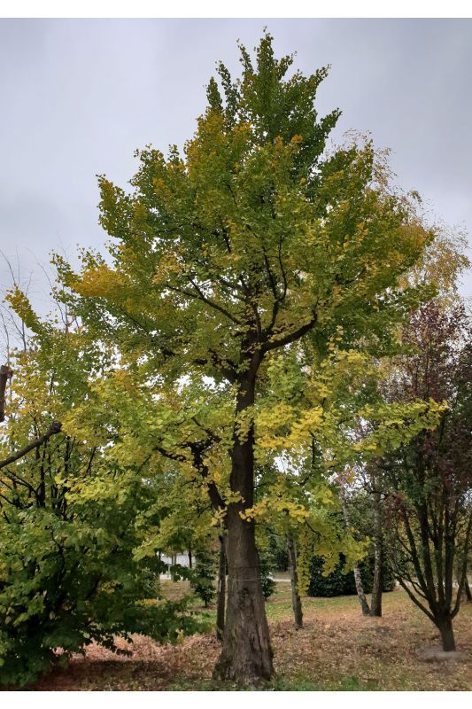 Volwassen Japanse notenboom | Hoogstam