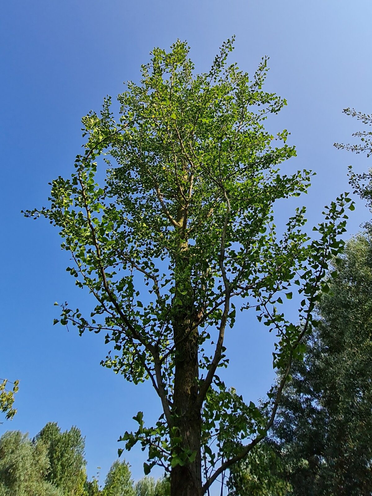 Jonge Japanse notenboom | Hoogstam