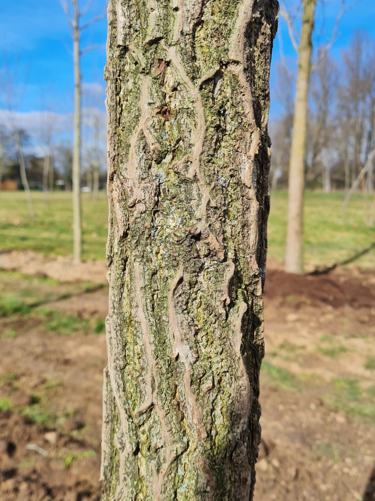 Volwassen Japanse notenboom (Ginkgo) | Laagstam