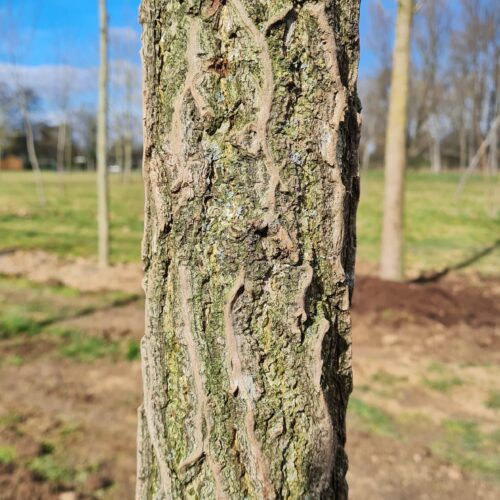 Volwassen Japanse notenboom (Ginkgo) | Laagstam