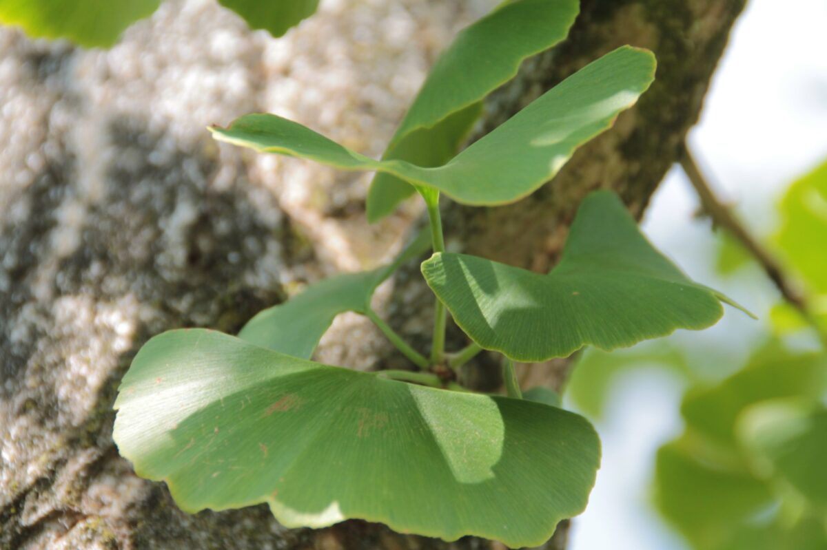 Volwassen Japanse notenboom (Ginkgo) | Laagstam