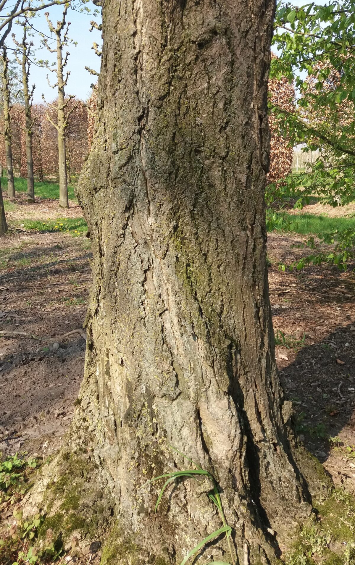 Japanse notenboom (Ginkgo)