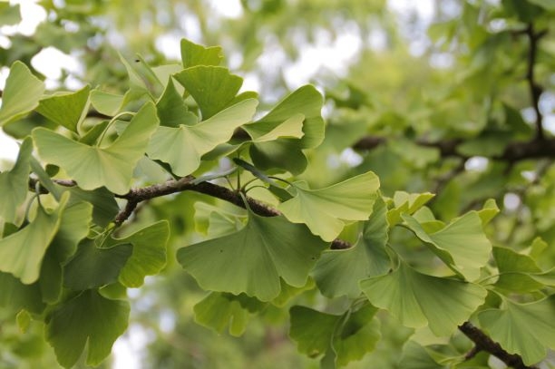 Japanse notenboom (Ginkgo)