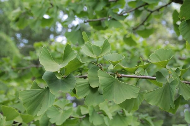 Japanse notenboom (Ginkgo)