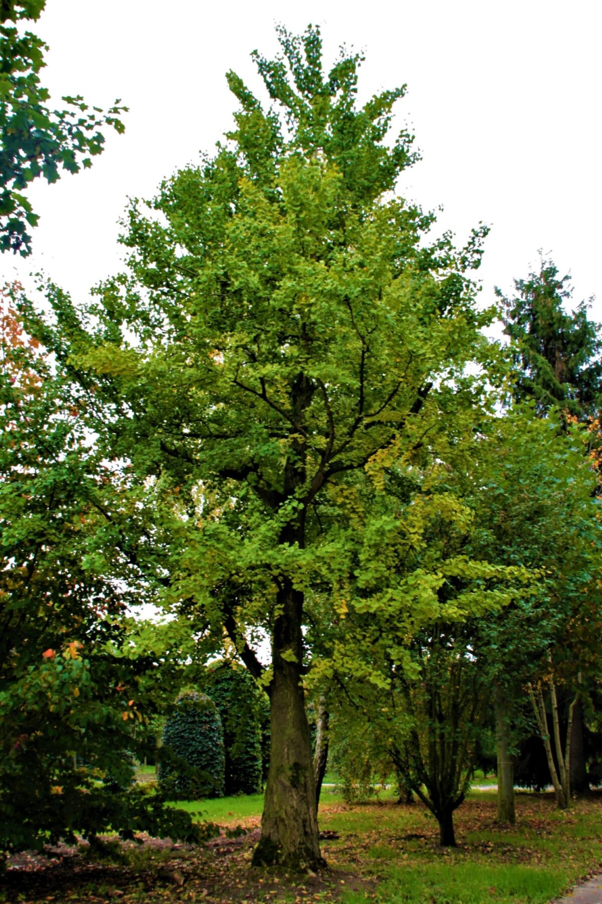 Japanse notenboom (Ginkgo)