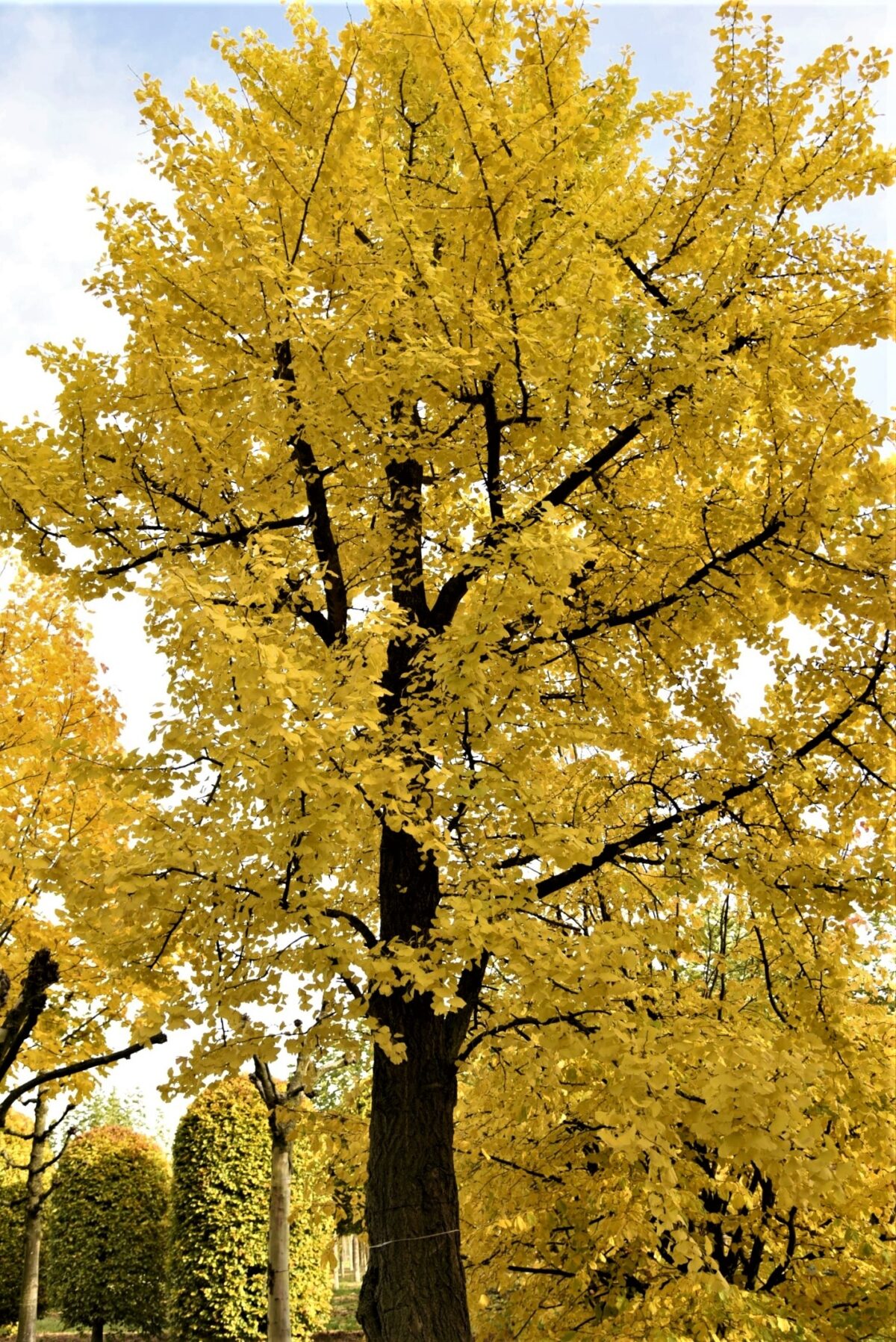 Japanse notenboom (Ginkgo)