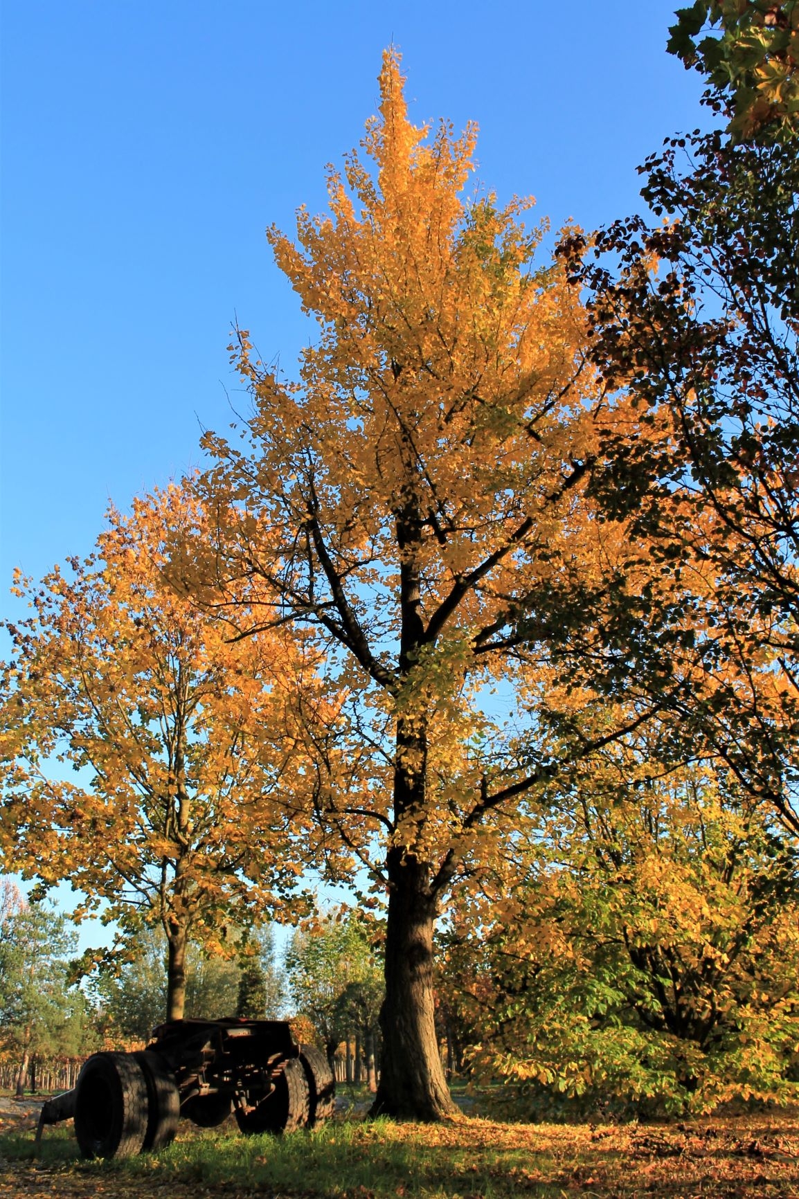 Japanse notenboom (Ginkgo)