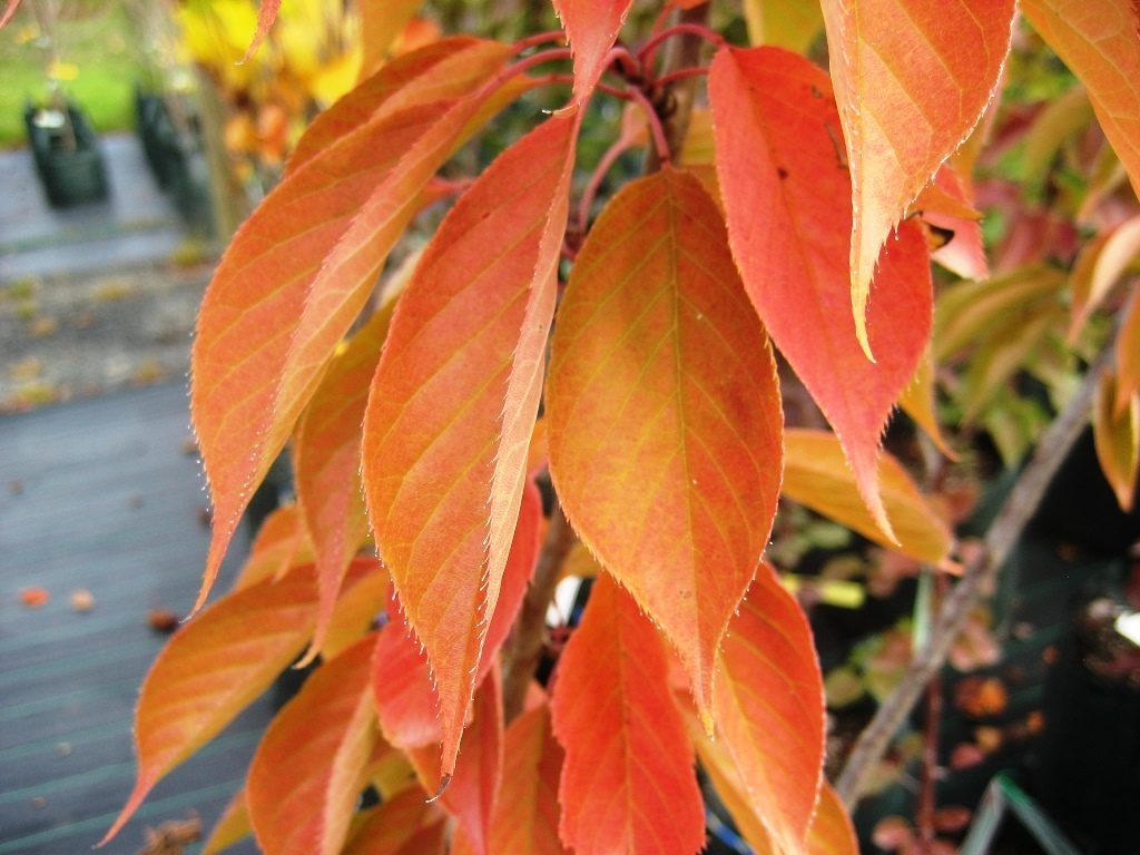 japanse-sierkers-kanzan- Japanse sierkers 'Kanzan'
