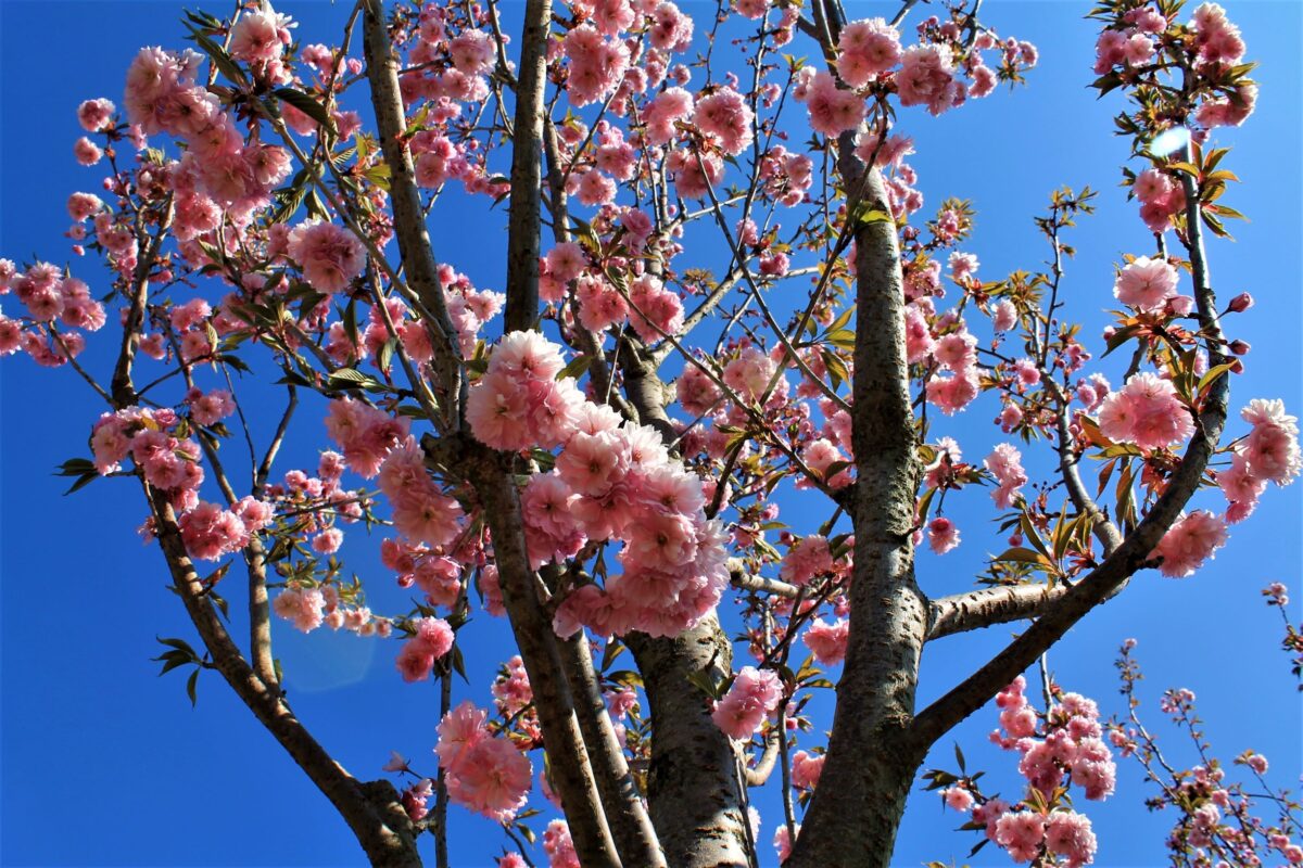 japanse-sierkers-kanzan- Japanse sierkers 'Kanzan'