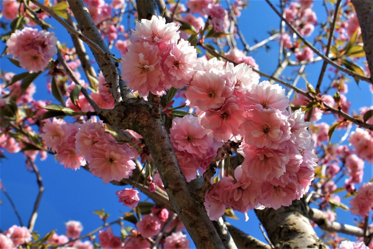 japanse-sierkers-kanzan- Japanse sierkers 'Kanzan'