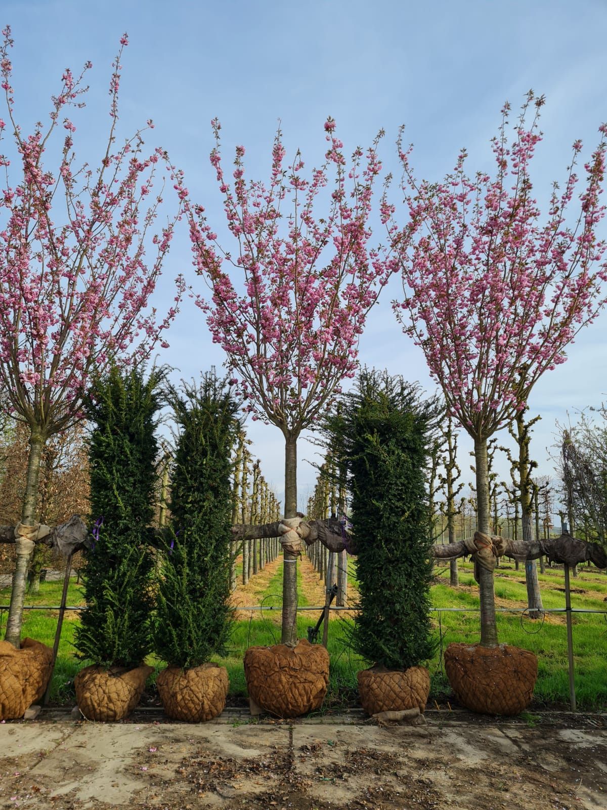 japanse-sierkers-kanzan- Japanse sierkers 'Kanzan'