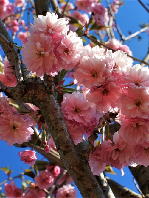 japanse-sierkers-kanzan- Noorse Esdoorn 'Eurostar' | Hoogstam