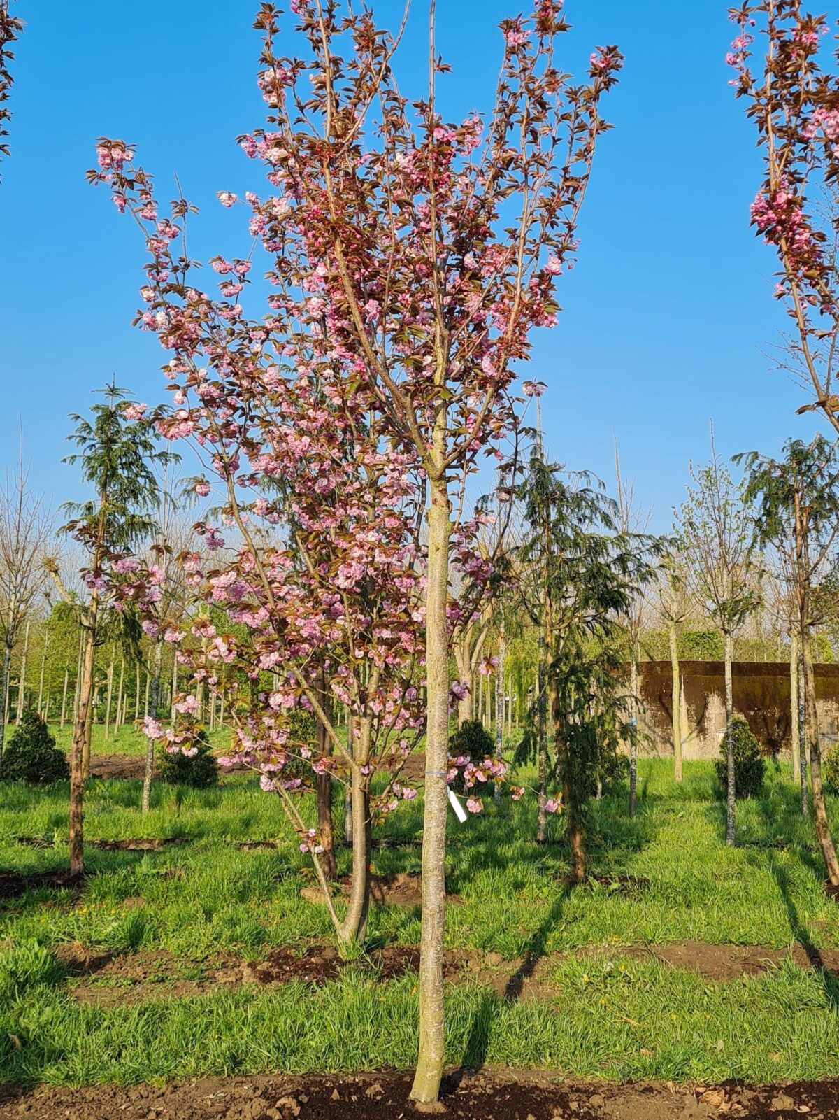 Jonge Japanse sierkers 'Kanzan' |Hoogstam